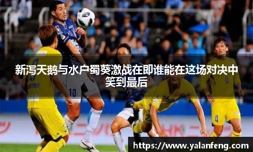 新泻天鹅与水户蜀葵激战在即谁能在这场对决中笑到最后